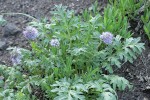 Western Waterleaf