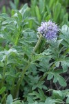 Western Waterleaf