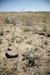 Threadleaf Fleabane habitat view