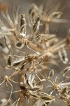 Desert Parsley seeds