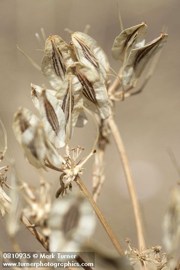 Lomatium sp.