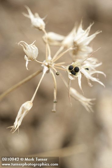 Allium acuminatum