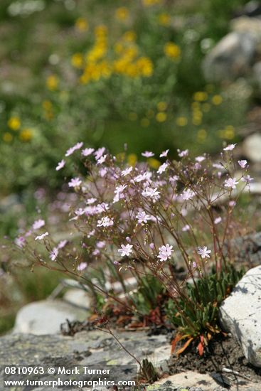 Lewisia columbiana