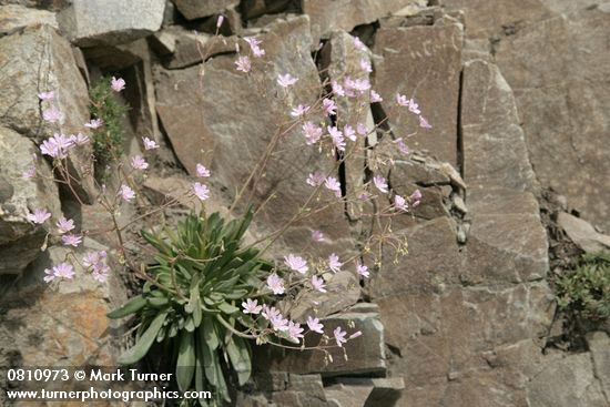 Lewisia columbiana
