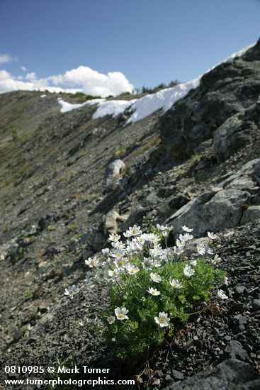 Anemone drummondii