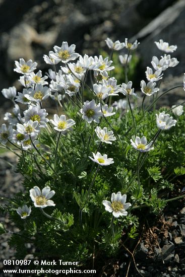 Anemone drummondii