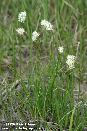 Tofieldia glutinosa