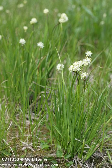 Tofieldia glutinosa
