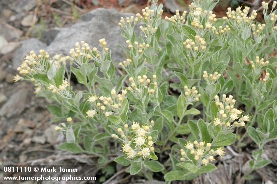 Luina hypoleuca