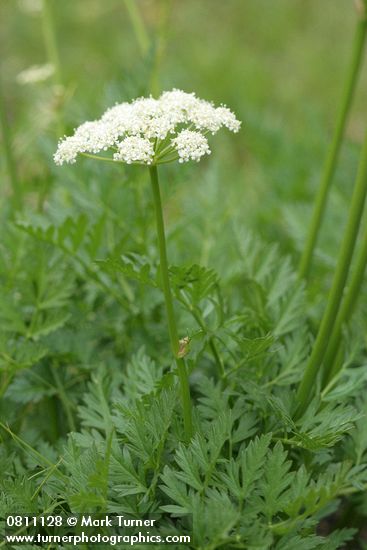 Ligusticum grayi