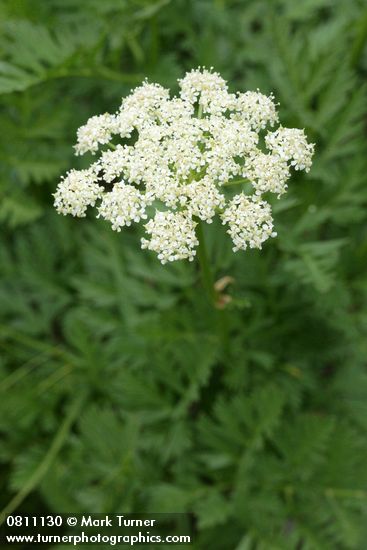 Ligusticum grayi