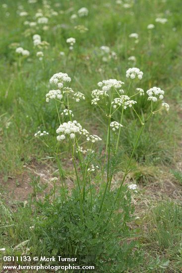 Ligusticum grayi