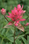 Giant Red Paintbrush