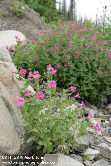 Erythranthe lewisii