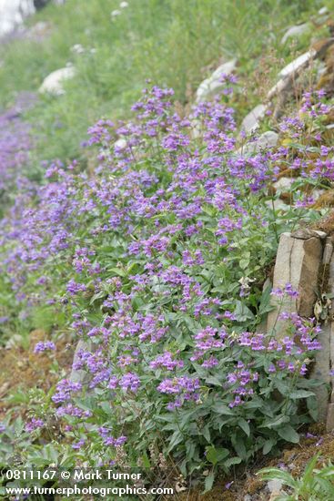Penstemon serrulatus
