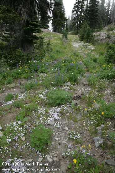 Phlox diffusa; Lupinus latifolius; Arnica latifolia