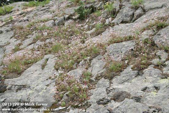 Lewisia columbiana
