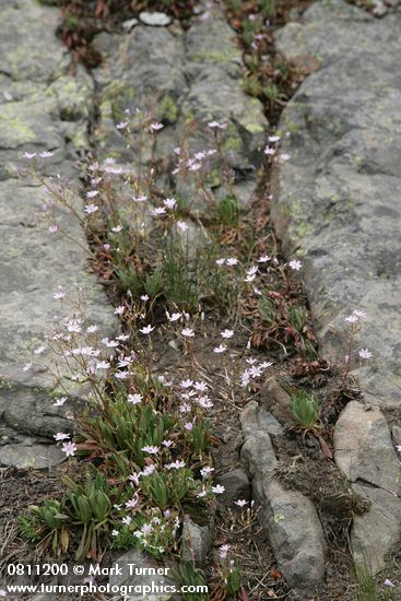 Lewisia columbiana