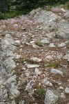 Columbia Lewisia on rock shelf
