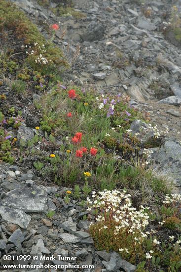 Saxifraga bronchialis; Castilleja elmeri