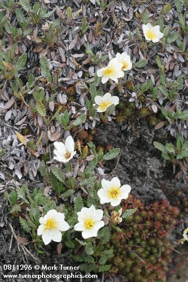 Dryas octopetala