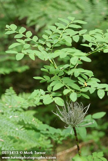 Vaccinium ovalifolium