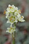 Alpine Death Camas blossoms