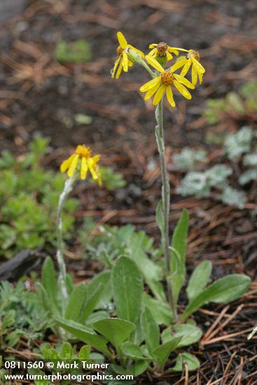 Senecio lugens