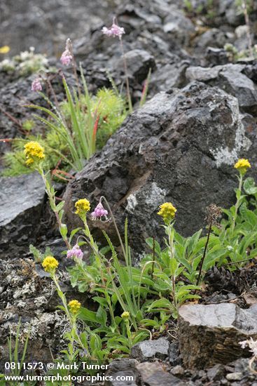 Solidago multiradiata; Allium cernuum