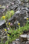 Alpine Goldenrod w/ Nodding Onions