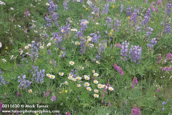 Lupinus latifolius; Erigeron peregrinus; Hedysarum occidentale