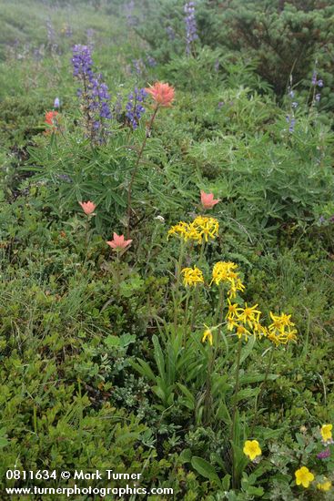 Senecio lugens; Castileja miniata; Lupinus latifolius