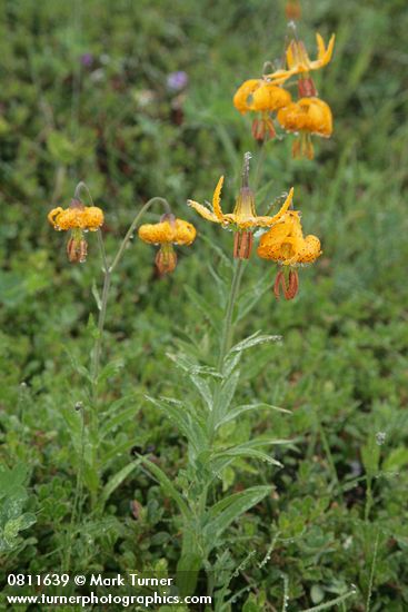 Lilium columbianum