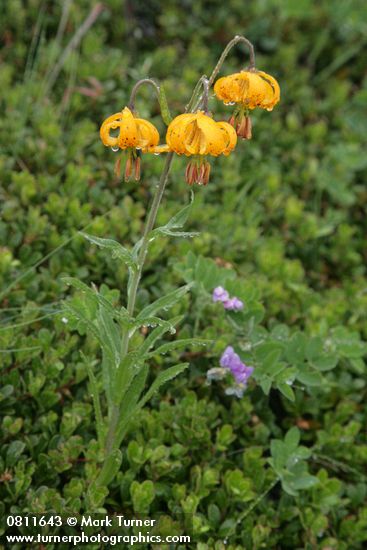 Lilium columbianum