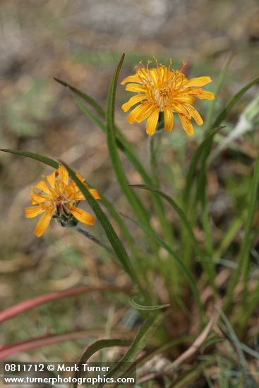 Agoseris aurantiaca