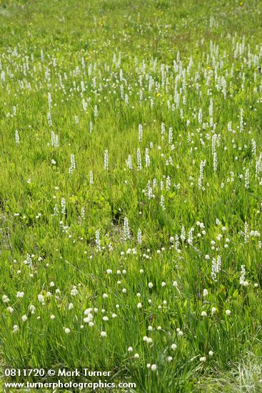 Platanthera dilatata var. dilatata; Tofieldia glutinosa