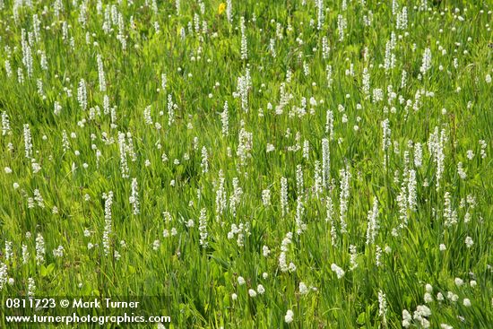 Platanthera dilatata var. dilatata; Tofieldia glutinosa