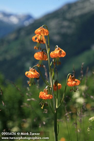 Lilium columbianum