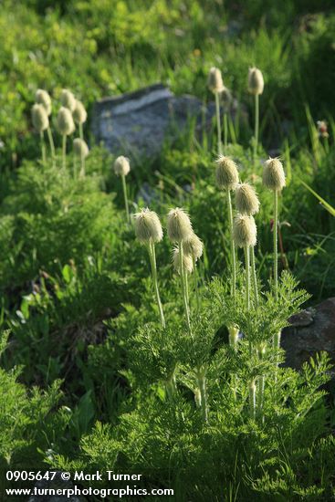 Anemone occidentalis