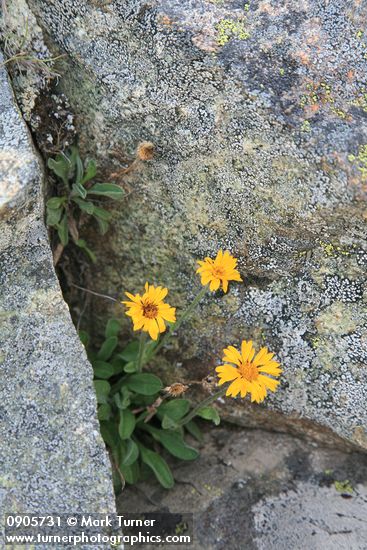 Erigeron aureus