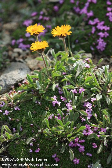 Silene acaulis; Erigeron aureus