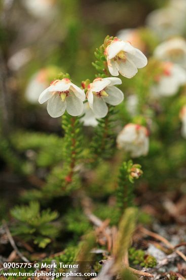 Harrimanella stelleriana (Cassiope stellariana)