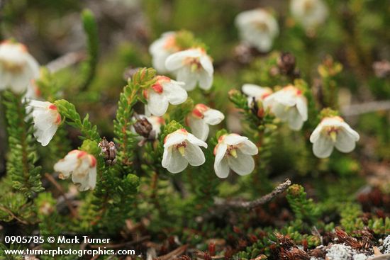 Harrimanella stelleriana (Cassiope stellariana)