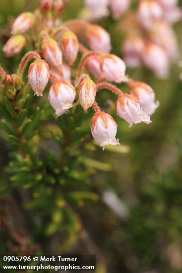 Phyllodoce ×intermedia