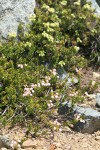 Hybrid Mountain Heather w/ Yellow Mountain Heather soft bkgnd