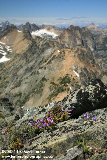 Penstemon davidsonii