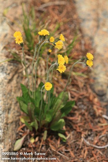 Hieracium triste
