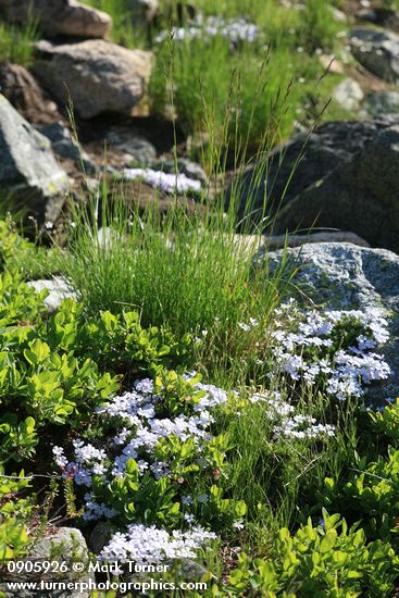 Phlox diffusa