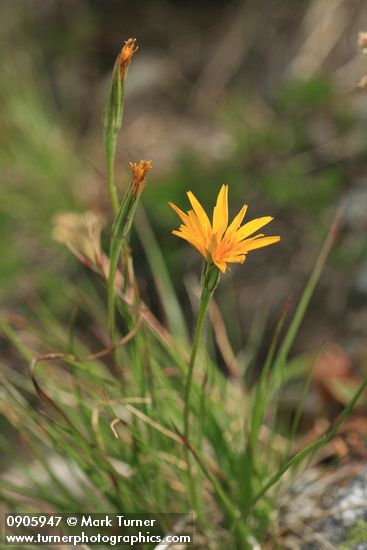 Microseris nutans