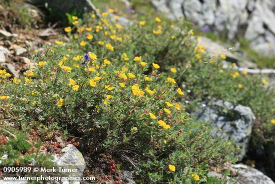 Dasiphora floribunda